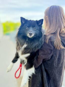 Dolly -  Shetland Sheepdog Sheltie and Mixed Breed Dog Available for Adoption in Muskegon, Michigan - Dolly | PetCurious