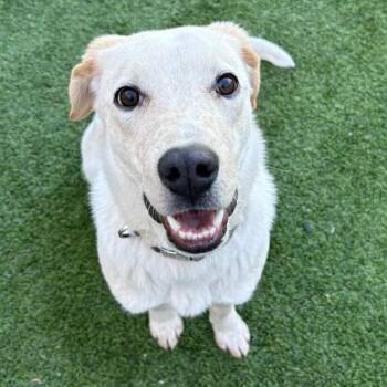 Cattle Dog and Mixed Breed Dogs Available for Adoption in Flagstaff, Arizona - Gibby | PetCurious