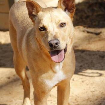 Carolina Dog and Mixed Breed Dogs Available for Adoption in Hopkinton, Massachusetts - Shayla | PetCurious