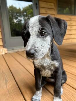Luna -  Cattle Dog Dog for Adoption in Crossville, Tennessee - Luna | PetCurious