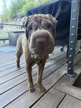 Rumor -  Shar Pei Dog for Adoption in Lake Forest, California - Rumor | PetCurious