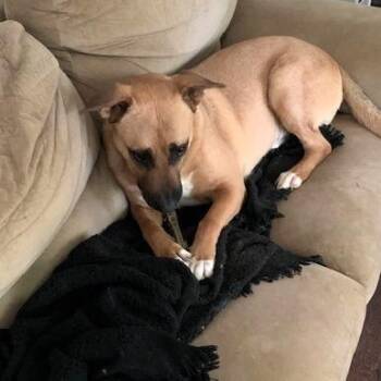 Bob -  Shepherd and Mixed Breed Dog for Adoption in Lenexa, Kansas - Bob | PetCurious