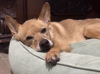 Mixed Breed Dogs Available for Adoption - Major  | PetCurious