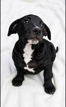 Corgi and Labrador Retriever Dogs Available for Adoption - Batman | PetCurious