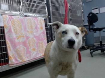 MANCHAS -  Australian Cattle Dog Blue Heeler and Mixed Breed Dog for Adoption in Salinas, California - MANCHAS | PetCurious