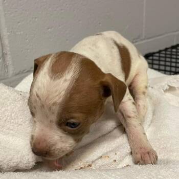 Pit Bull Terrier and Mixed Breed Dogs Available for Adoption in Tuscaloosa, Alabama - Archie | PetCurious