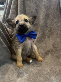 Chicorito -  Terrier Dog for Adoption in Evergreen, Colorado - Chicorito | PetCurious