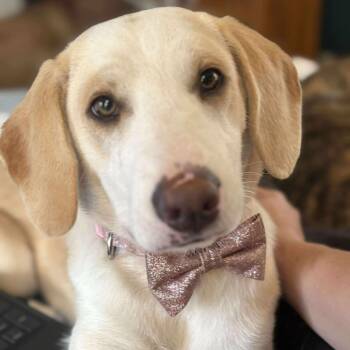 Rescue Beagle and Australian Shepherd Dogs for Adoption in Glocester, Rhode Island - Sugar* | PetCurious