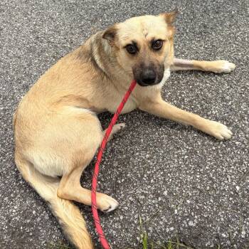 Carolina Dog Dogs Available for Adoption in Franklin, North Carolina - Koi | PetCurious