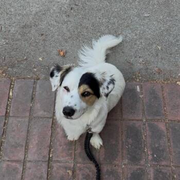 Rigly Blue -  Corgi and Basset Hound Dog for Adoption in Pasadena, California - Rigly Blue | PetCurious