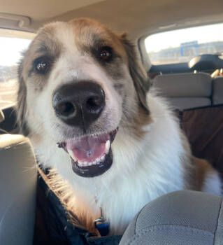 Rescue Australian Shepherd and Great Pyrenees Dogs for Adoption in Ontario, California - Koda FKA Fortune | PetCurious