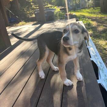 Crumb -  Hound and Mixed Breed Dog for Adoption in Fredericksburg, Virginia - Crumb | PetCurious