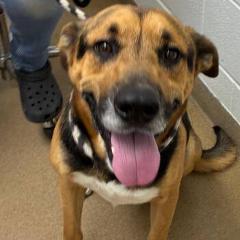 Shepherd Dogs Available for Adoption - Shep | PetCurious