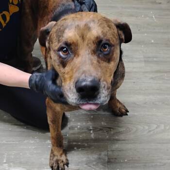 Mixed Breed Dogs Available for Adoption in Summerville, South Carolina - Briggs | PetCurious