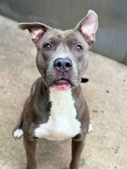 Sergeant -  Pit Bull Terrier Dog for Adoption in Chicago, Illinois - Sergeant | PetCurious