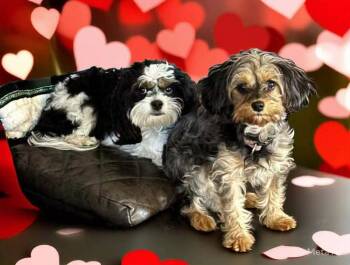 Willow -  Cavalier King Charles Spaniel and Poodle Dog for Adoption in Bolivar, Missouri - Willow | PetCurious