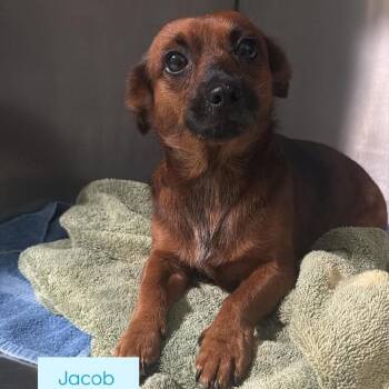 Jacob -  Chihuahua Dog for Adoption in Tampa, Florida - Jacob | PetCurious