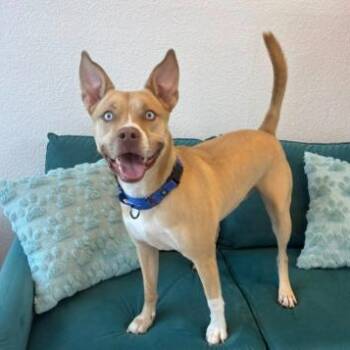 Husky Dogs Available for Adoption in Largo, Florida - MOOSE | PetCurious