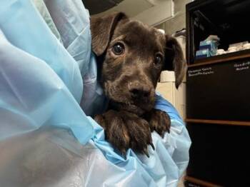 Chucky -  Mixed Breed Dog for Adoption in Hobart, Indiana - Chucky | PetCurious