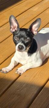 Happy Feet -  Chihuahua Dog for Adoption in Chattanooga, Tennessee - Happy Feet | PetCurious