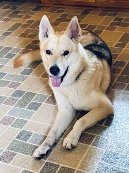Rescue German Shepherd Dog and Husky Dogs for Adoption in Dallas, Texas - Dazee | PetCurious