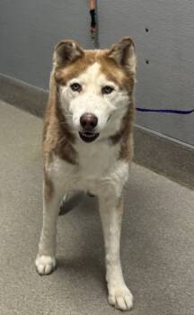 Rescue Siberian Husky Dogs for Adoption in Las Vegas, Nevada - CIELO | PetCurious