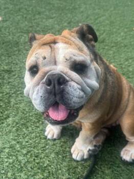 Croissant -  English Bulldog and Mixed Breed Dog for Adoption in Roseville, California - Croissant | PetCurious