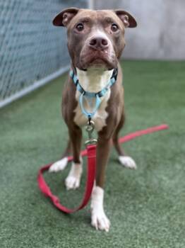 Rescue Pit Bull Terrier and Mixed Breed Dogs for Adoption in Valley View, Ohio - Seuss | PetCurious