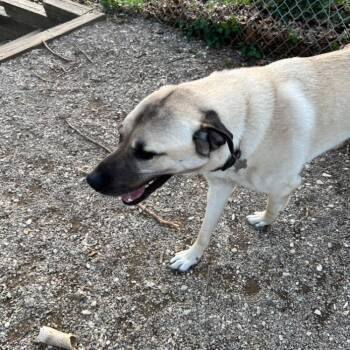 Oliver -  Anatolian Shepherd Dog for Adoption in Troy, Missouri - Oliver | PetCurious