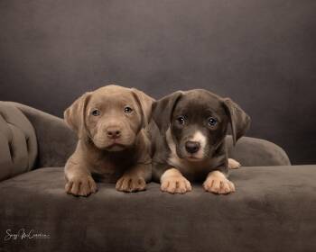 Mixed Breed Dogs Available for Adoption in New Berlin, Wisconsin - PEANUT   $425 | PetCurious