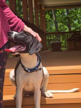 Sally -  German Shorthaired Pointer Dog for Adoption in Blairsville, Georgia - Sally | PetCurious
