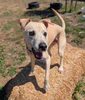 Niko -  Labrador Retriever Dog for Adoption in Santa Rosa, California - Niko | PetCurious