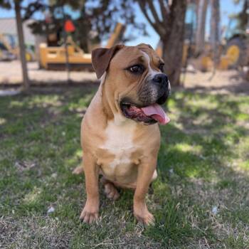 Bulldog Dogs Available for Adoption - Doug | PetCurious