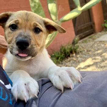 German Shepherd Dog and Cattle Dog Dogs Available for Adoption in Los Gatos, California - Sage | PetCurious