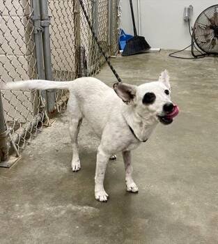 Rescue Australian Cattle Dog Blue Heeler and Mixed Breed Dogs for Adoption in Rosenberg, Texas - GRACIE | PetCurious