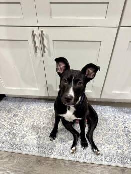 Rescue Mixed Breed Dogs for Adoption in Wantagh, New York - Mochi - Urgent Foster Or Foster To Adopt Needed! | PetCurious