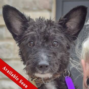 Schnauzer and Yorkshire Terrier Dogs Available for Adoption in Huntley, Illinois - Mozzie | PetCurious