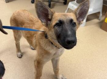 LUKE -  German Shepherd Dog Dog for Adoption in San Clemente, California - LUKE | PetCurious