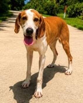 Beatrice -  Hound and Mixed Breed Dog for Adoption in Palm Coast, Florida - Beatrice | PetCurious