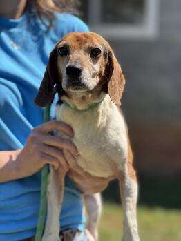 Beagle Dogs Available for Adoption in Meherrin, Virginia - Uno | PetCurious