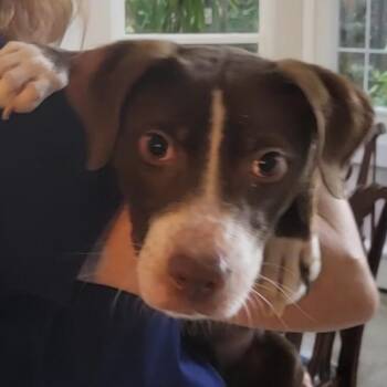 Willow -  Pointer and Mixed Breed Dog for Adoption in Houston, Texas - Willow | PetCurious