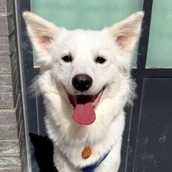 Terrier and Great Pyrenees Dogs Available for Adoption - Nico | PetCurious