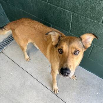 Fried Pickles -  Shepherd and Labrador Retriever Dog for Adoption in Carencro, Louisiana - Fried Pickles | PetCurious