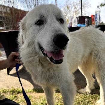Bunny -  Great Pyrenees Dog for Adoption in Aberdeen, North Carolina - Bunny | PetCurious
