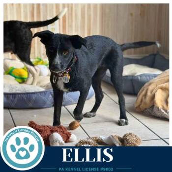 Ellis 100326 -  Border Collie and Cattle Dog Dog for Adoption in Kimberton, Pennsylvania - Ellis 100326 | PetCurious