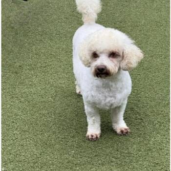 ESSEX -  Cockapoo Dog for Adoption in Houston, Texas - ESSEX | PetCurious