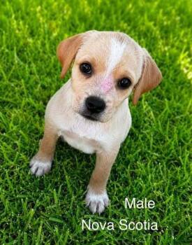 Nova Scotia -  Terrier Dog for Adoption in Waunakee, Wisconsin - Nova Scotia | PetCurious