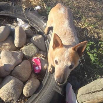 Dyson -  Cattle Dog Dog for Adoption in Tacoma, Washington - Dyson | PetCurious