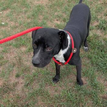 Admiral -  Mixed Breed Dog for Adoption in Buffalo, Minnesota - Admiral | PetCurious