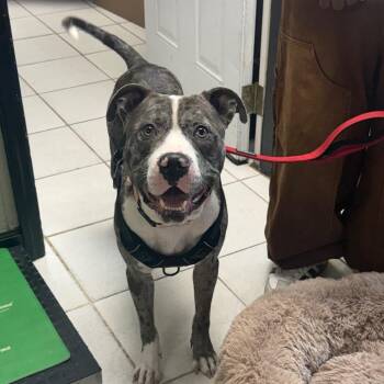Milo Rocky -  Pit Bull Terrier Dog for Adoption in Savannah, Georgia - Milo Rocky | PetCurious